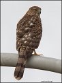 _1SB9874 coopers hawk